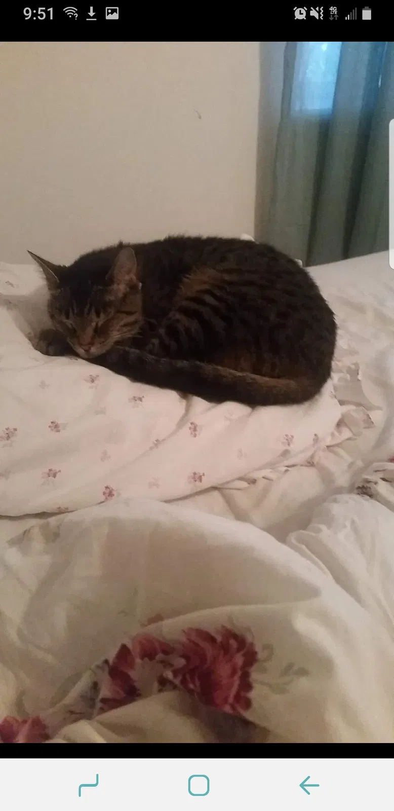 Lost cat in Saint Charles, MO, 63303