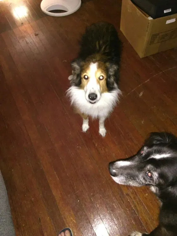 Lost dog in Columbus, OH, 43223