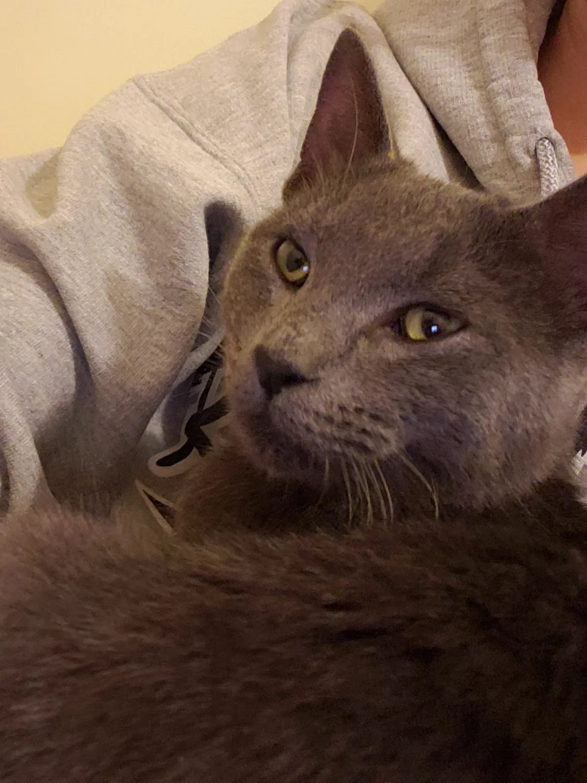Found cat in Berkley, MI, 48072
