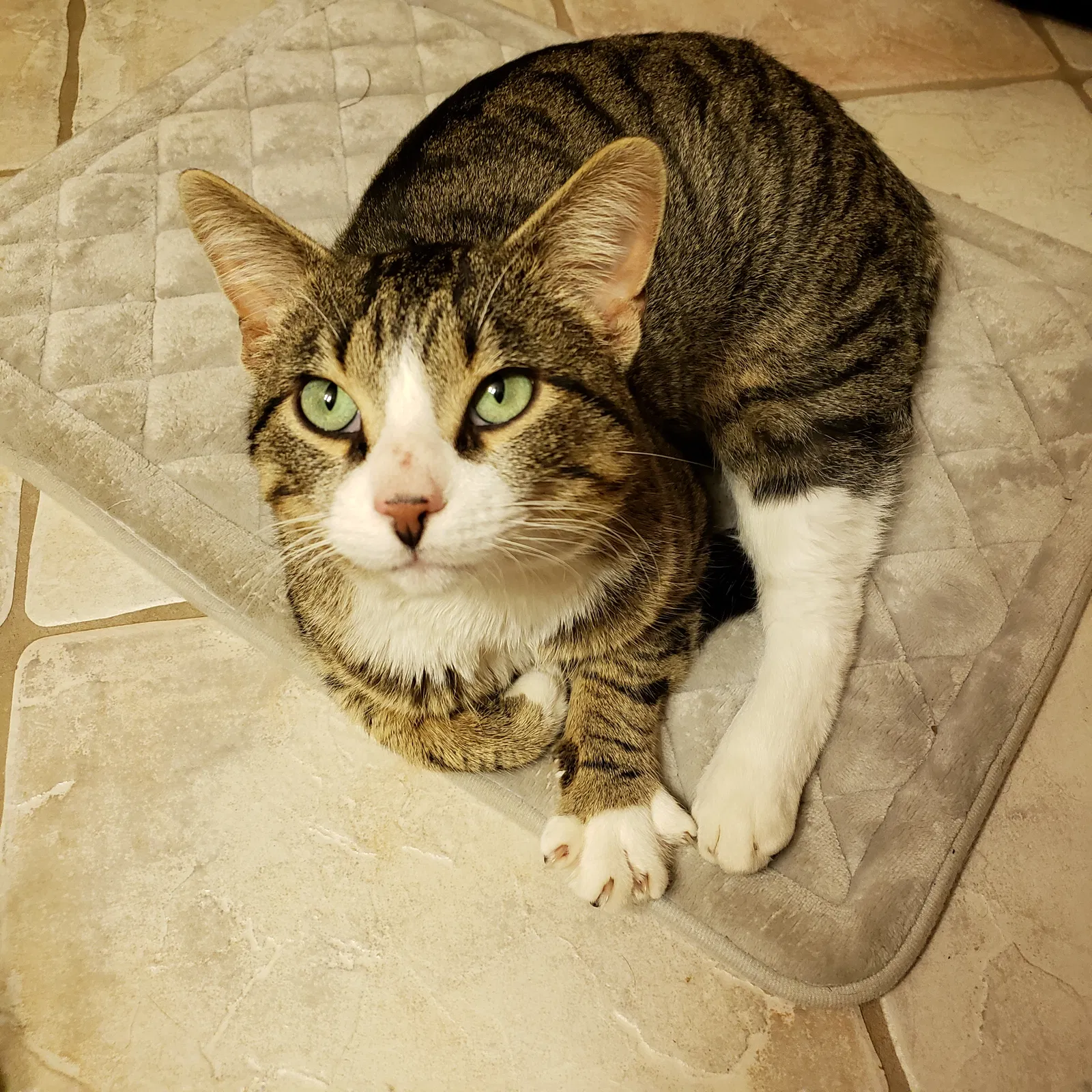 Found cat in Mount Morris, MI, 48458