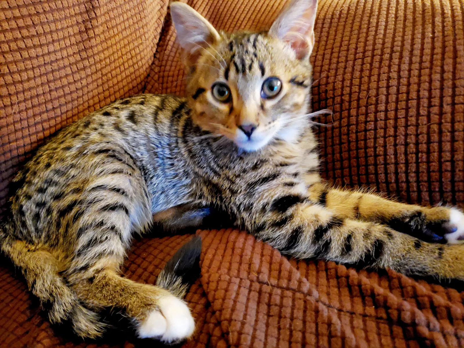 Lost cat in Arvada, CO, 80005