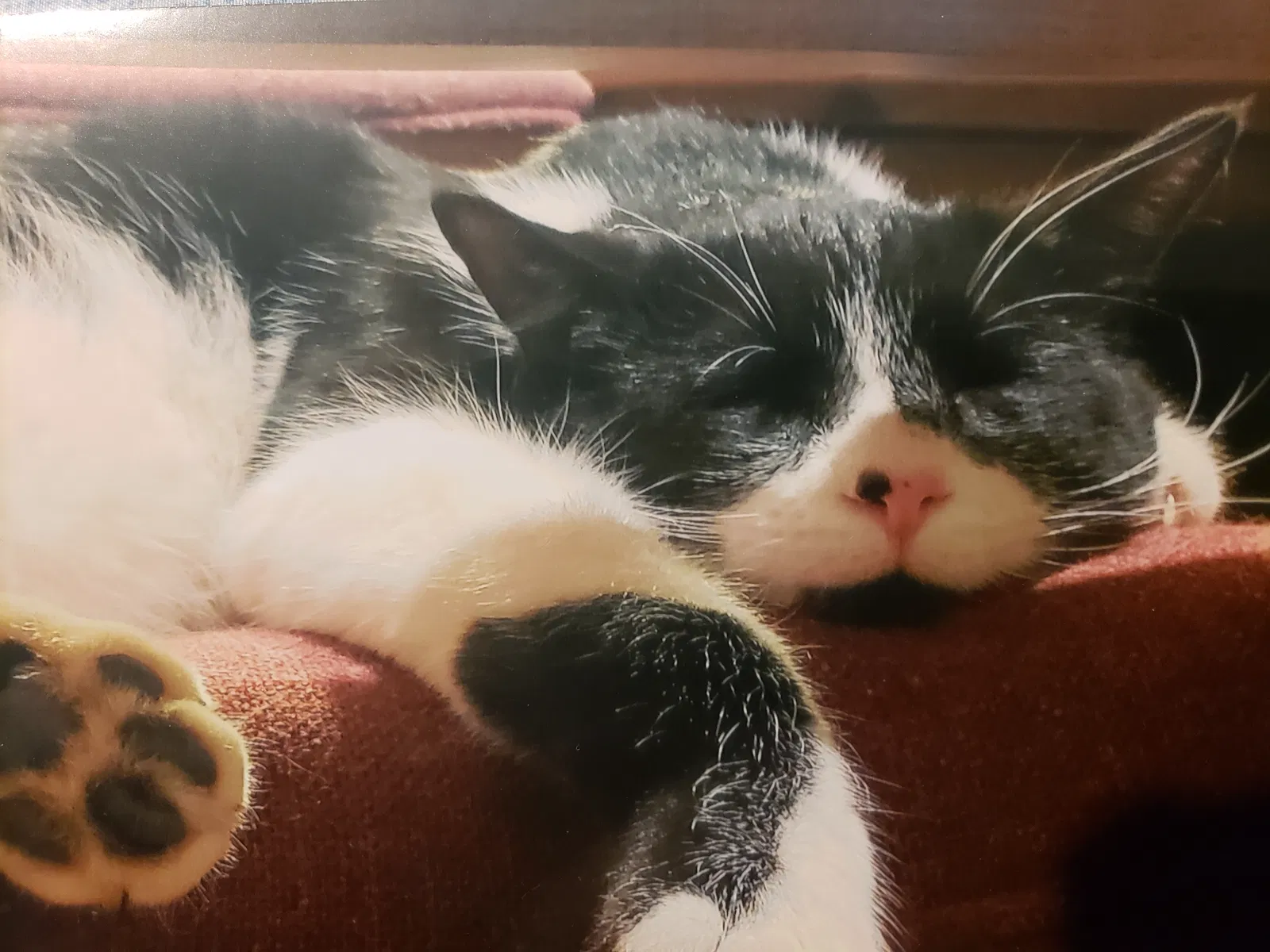 Lost cat in Germantown, MD, 20876