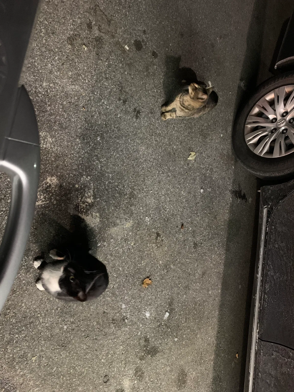 Found cat in Owensboro, KY, 42303