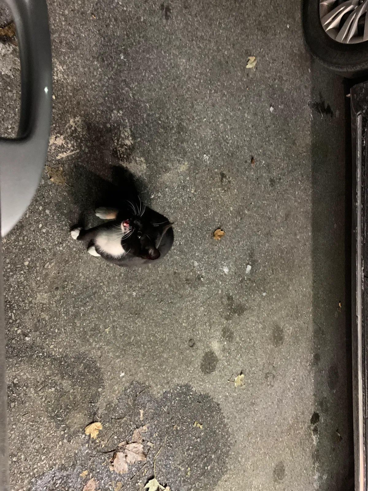 Found cat in Owensboro, KY, 42303