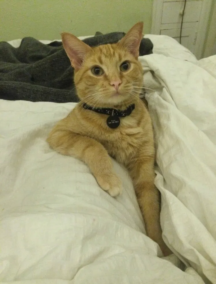 Lost cat in Fremont, CA, 94536