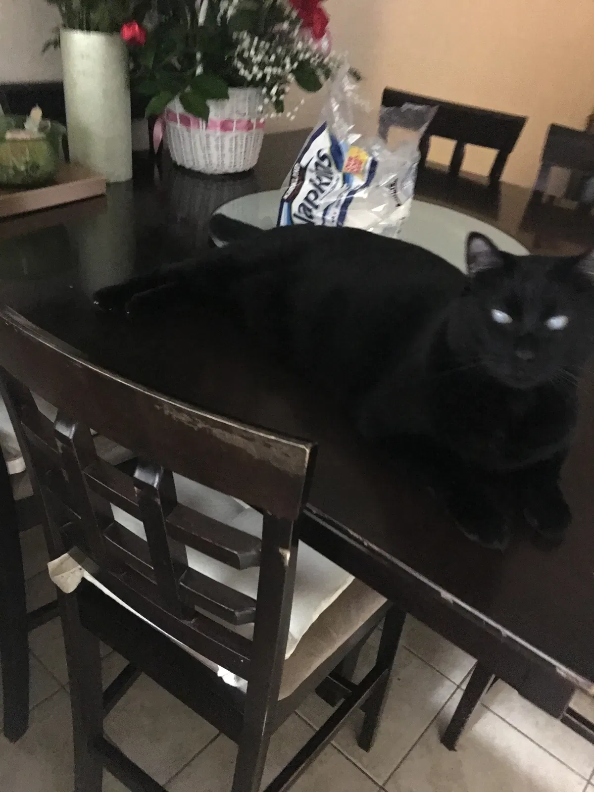 Lost cat in Fremont, CA, 94555