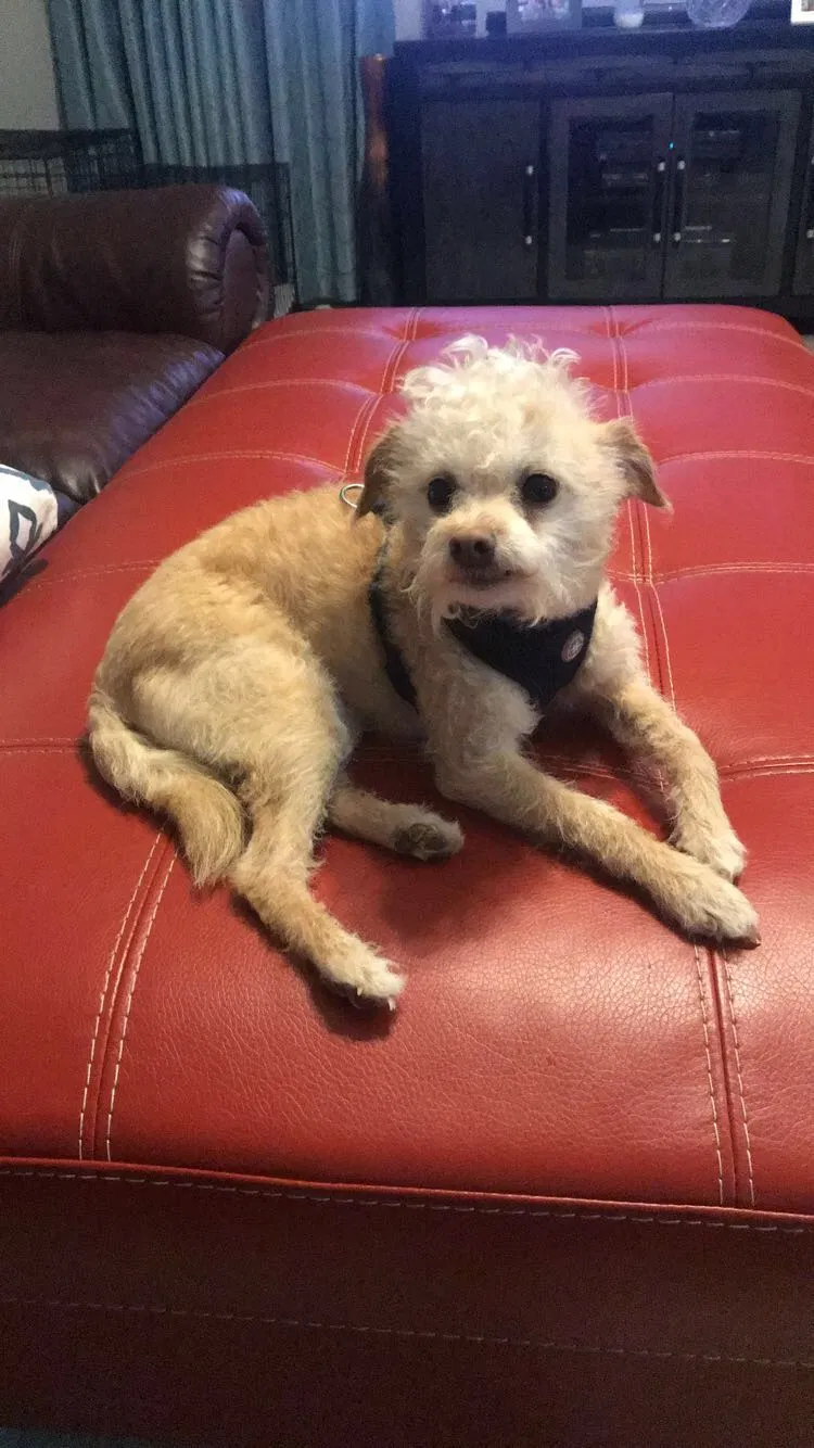 Lost dog in San Antonio, TX, 78249