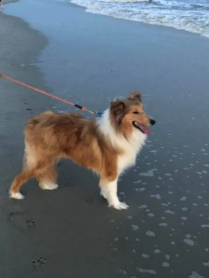 Lost dog in Mount Holly, NC, 28120