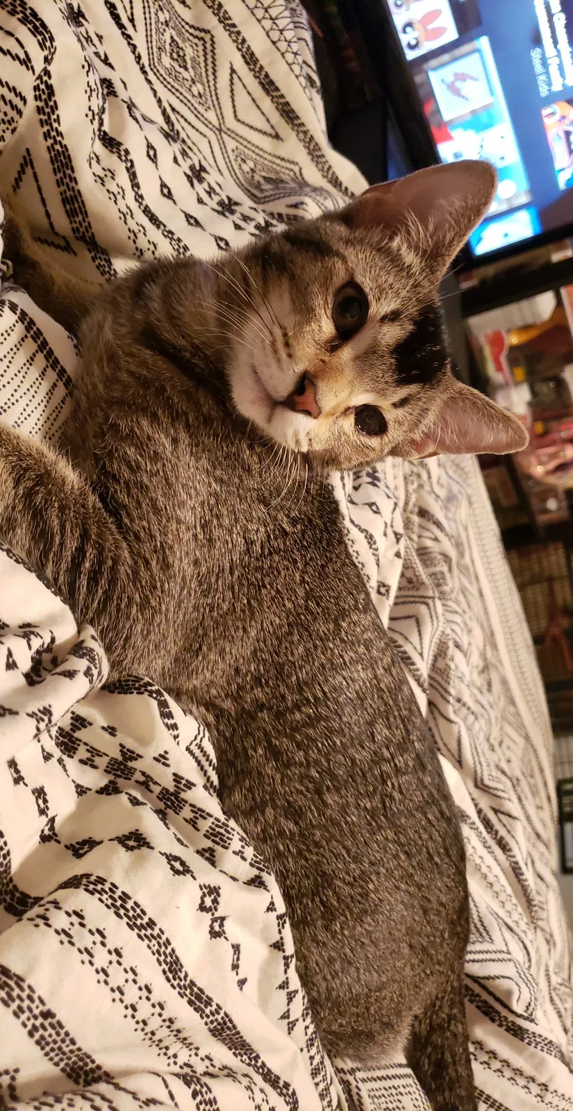 Lost cat in Surprise, AZ, 85379
