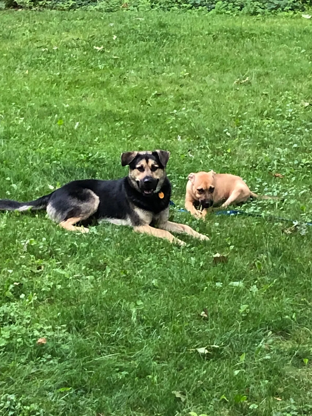 Lost dog in Middleville, MI, 49333