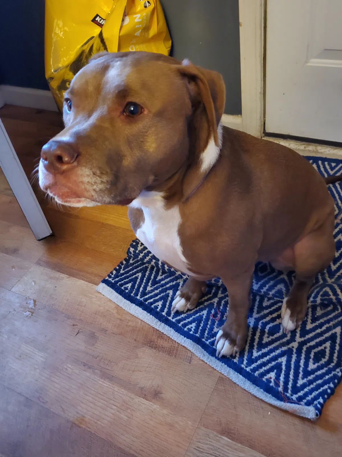 Lost dog in Clarksville, MI, 48815