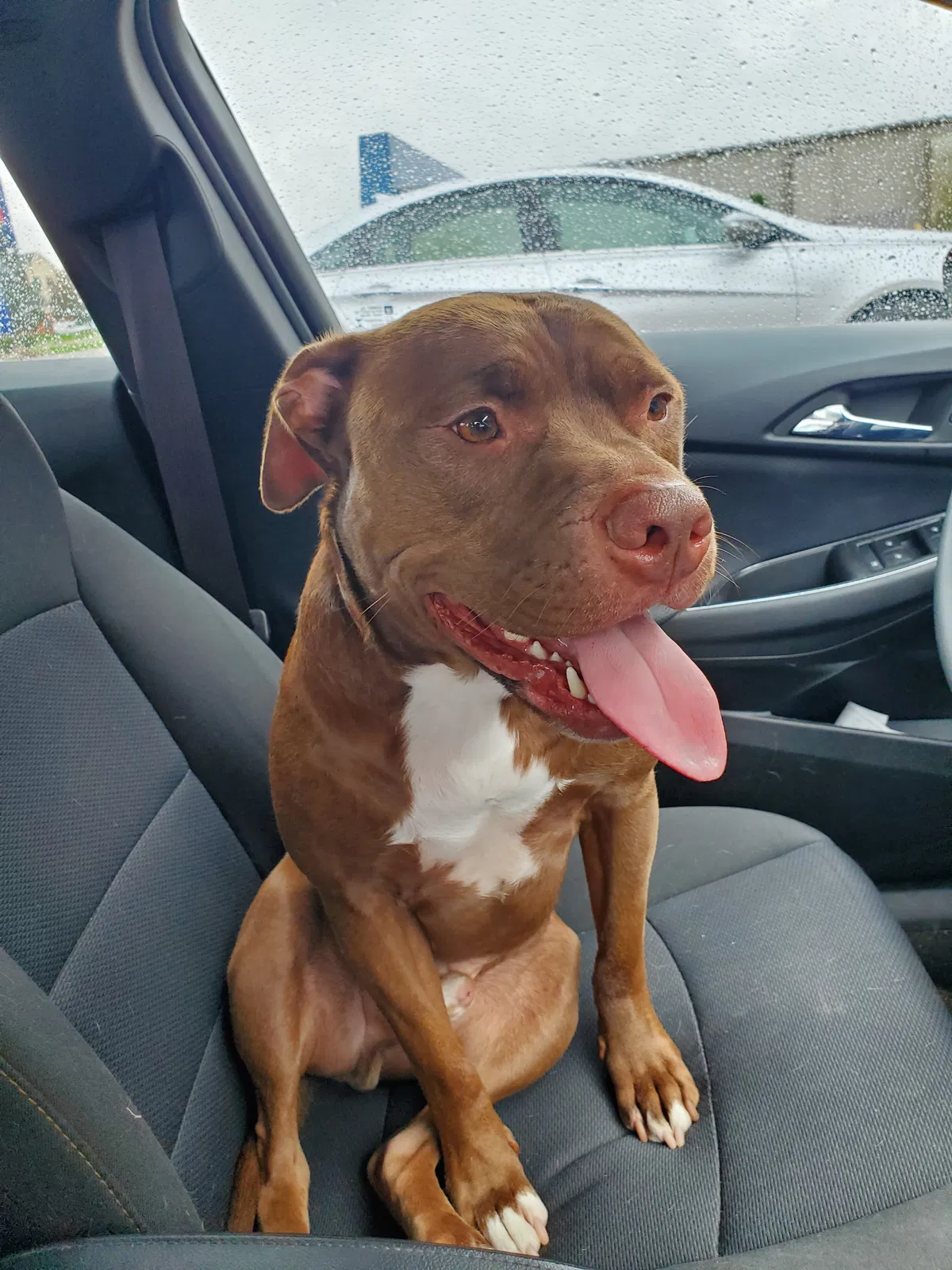 Lost dog in Clarksville, MI, 48815