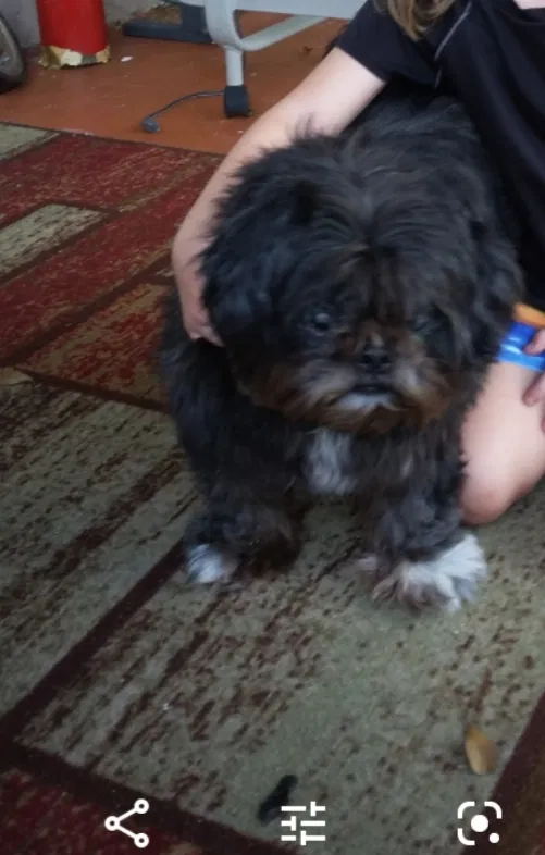 Lost dog in Pompano Beach, FL, 33060