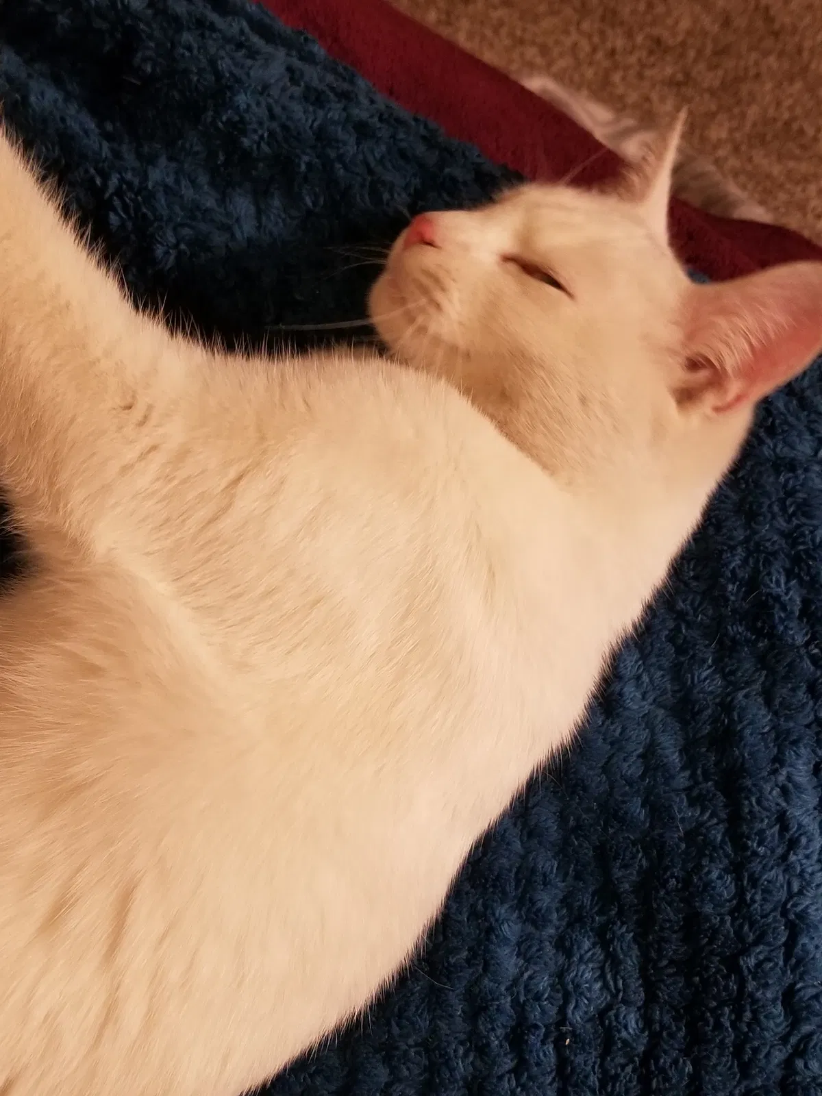Found cat in Boardman, OR, 97818