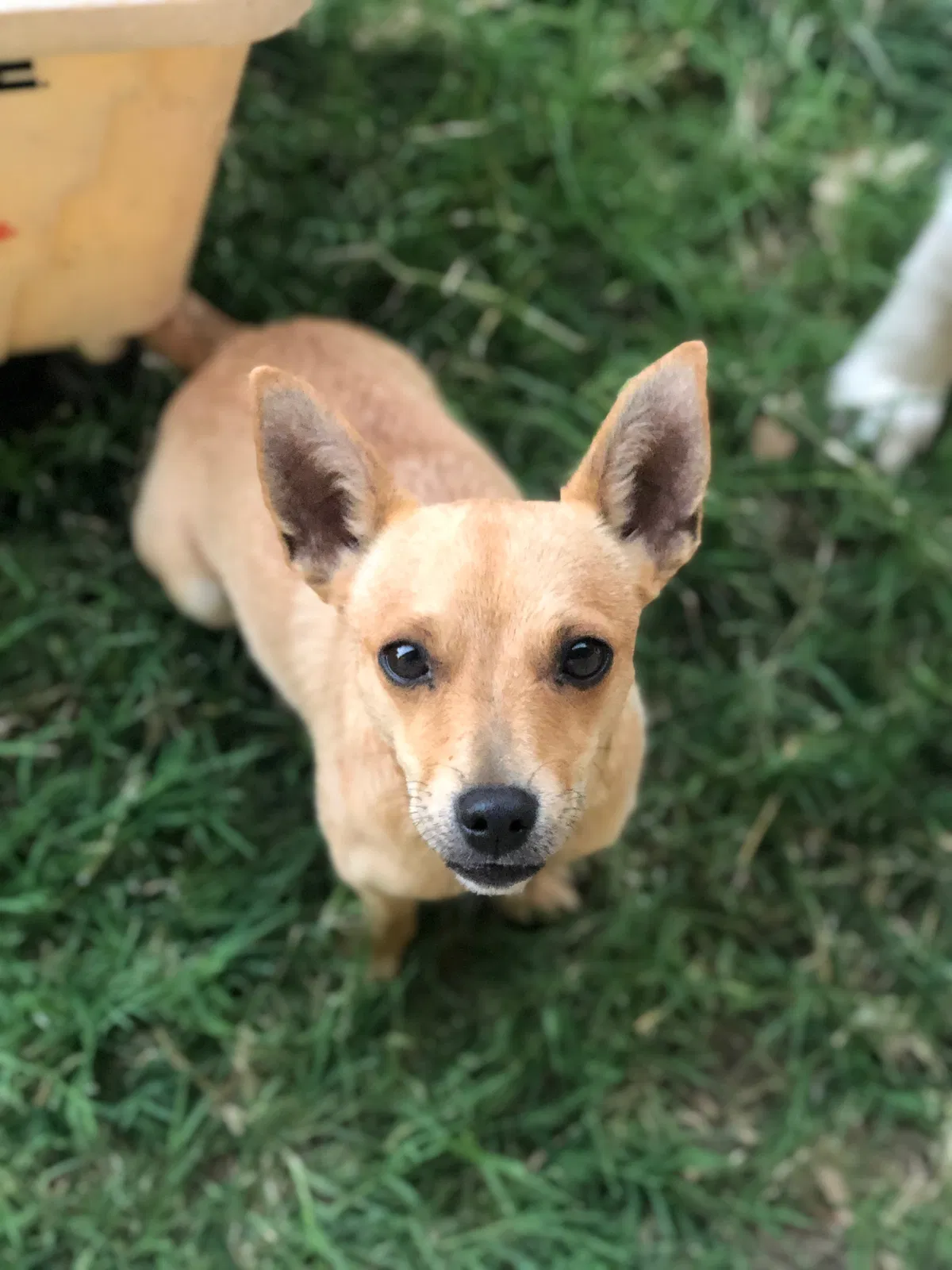 Lost dog in Sacramento, CA, 95820
