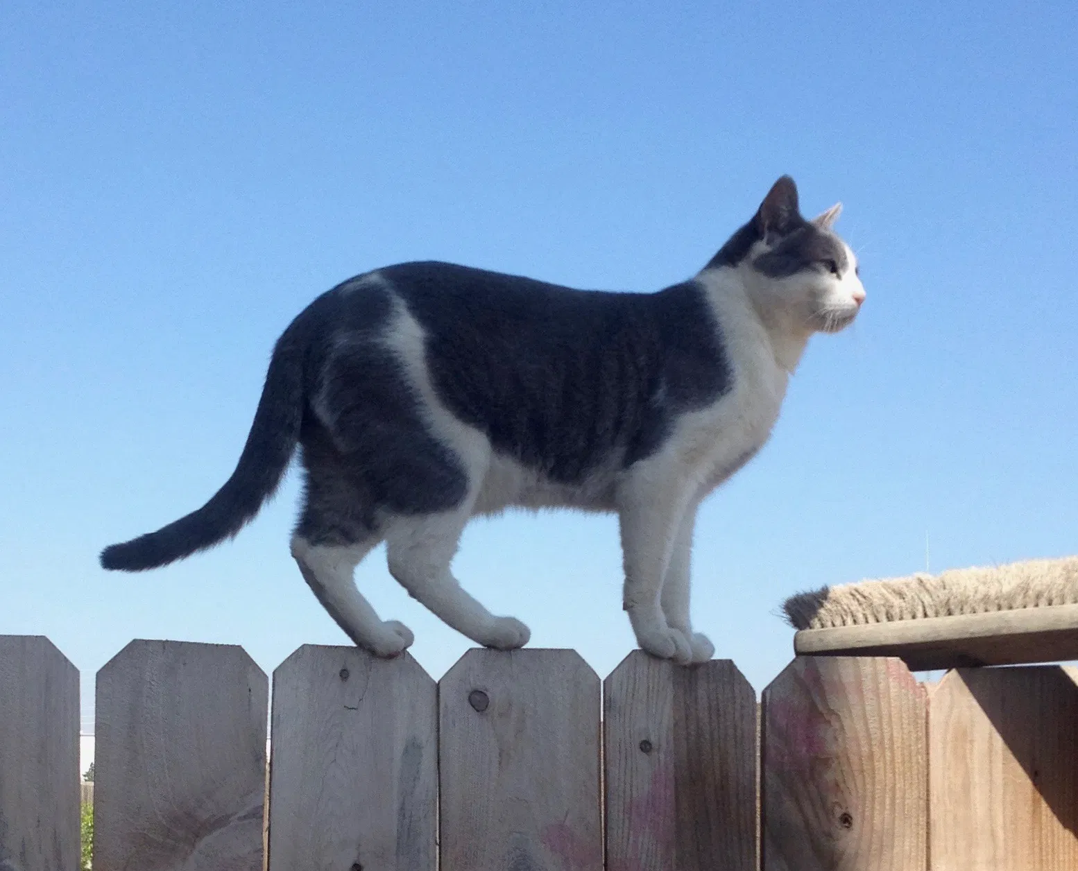 Lost cat in Battle Ground, WA, 98604