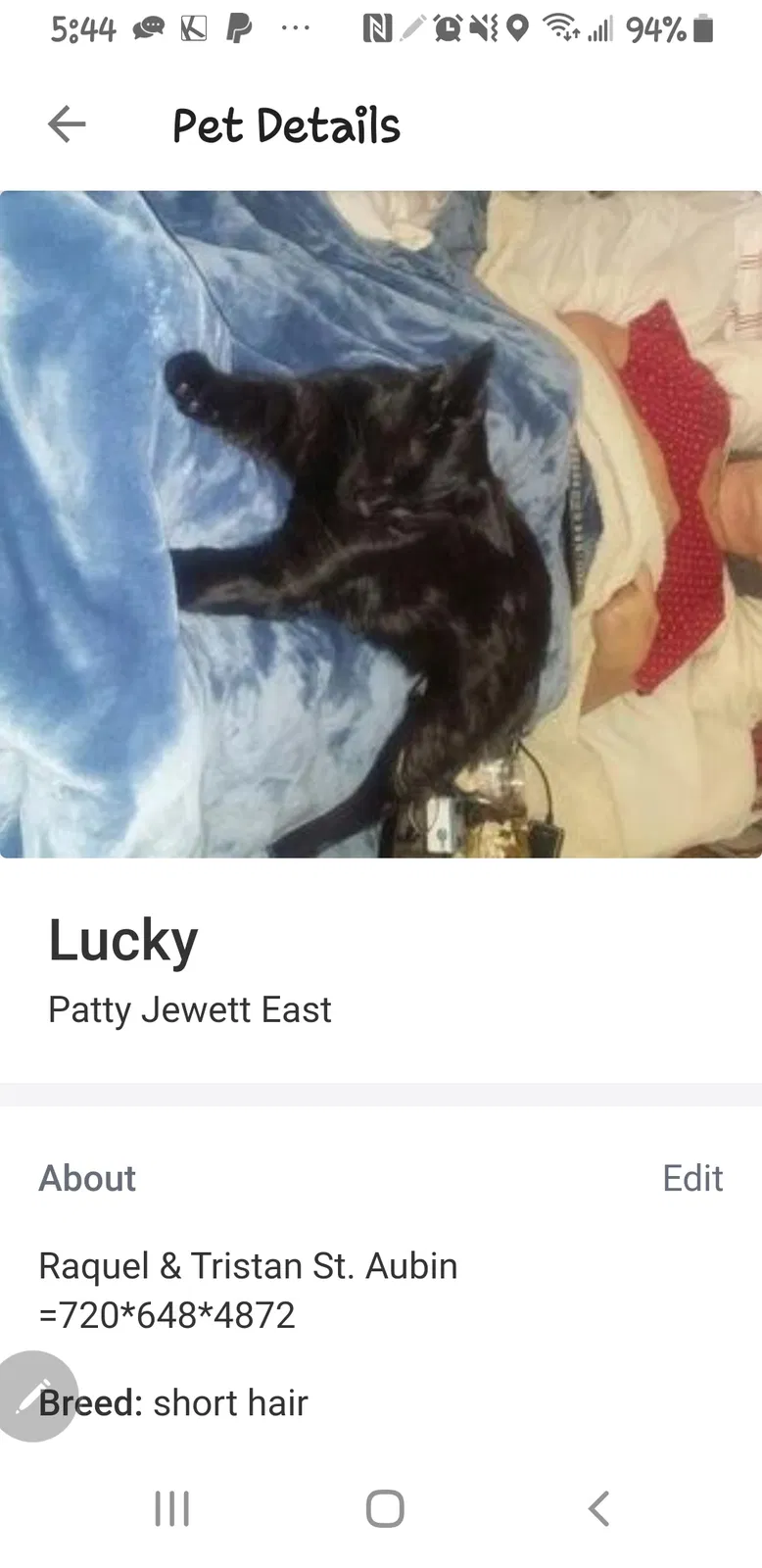 Lost cat in Colorado Springs, CO, 80909