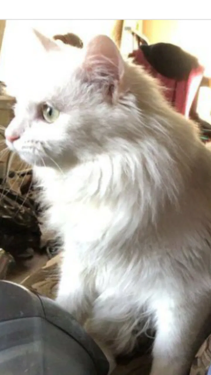 Lost cat in Knoxville, TN, 37918