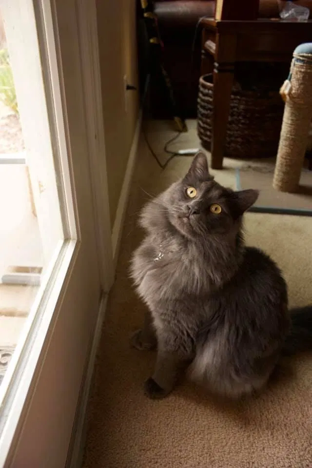 Lost cat in Gilbert, AZ, 85298