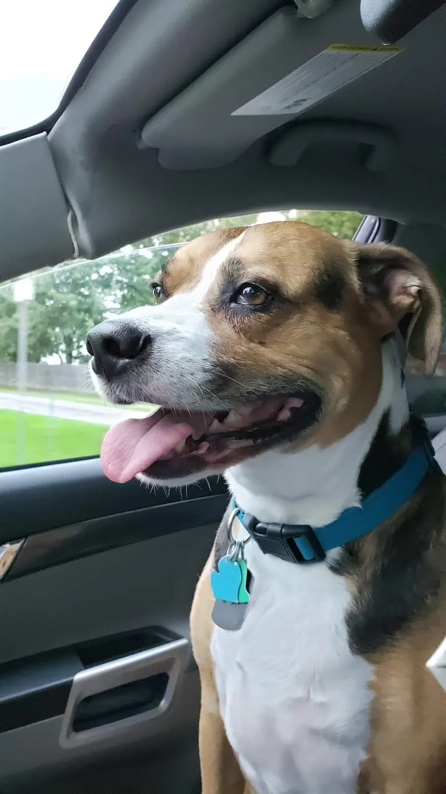 Lost dog in Vassar, MI, 48768