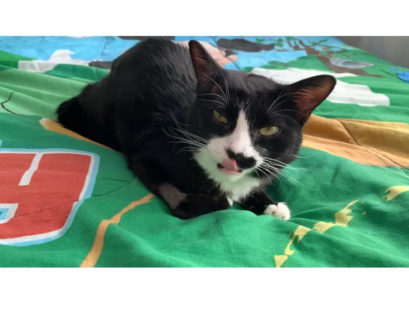 Lost cat in Orland Park, IL, 60462