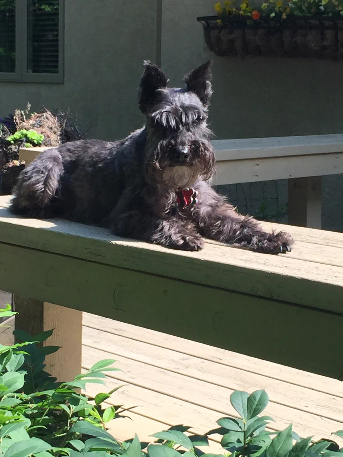 Lost dog in Columbus, OH, 43235