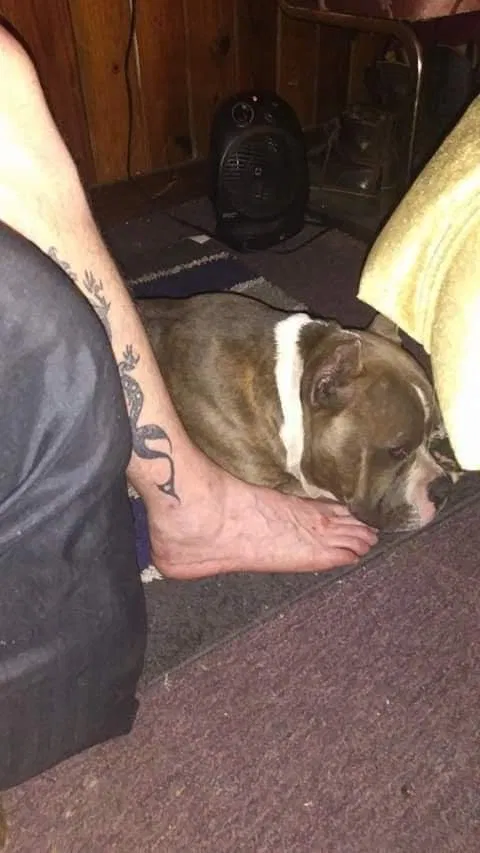 Lost dog in Wewahitchka, FL, 32465