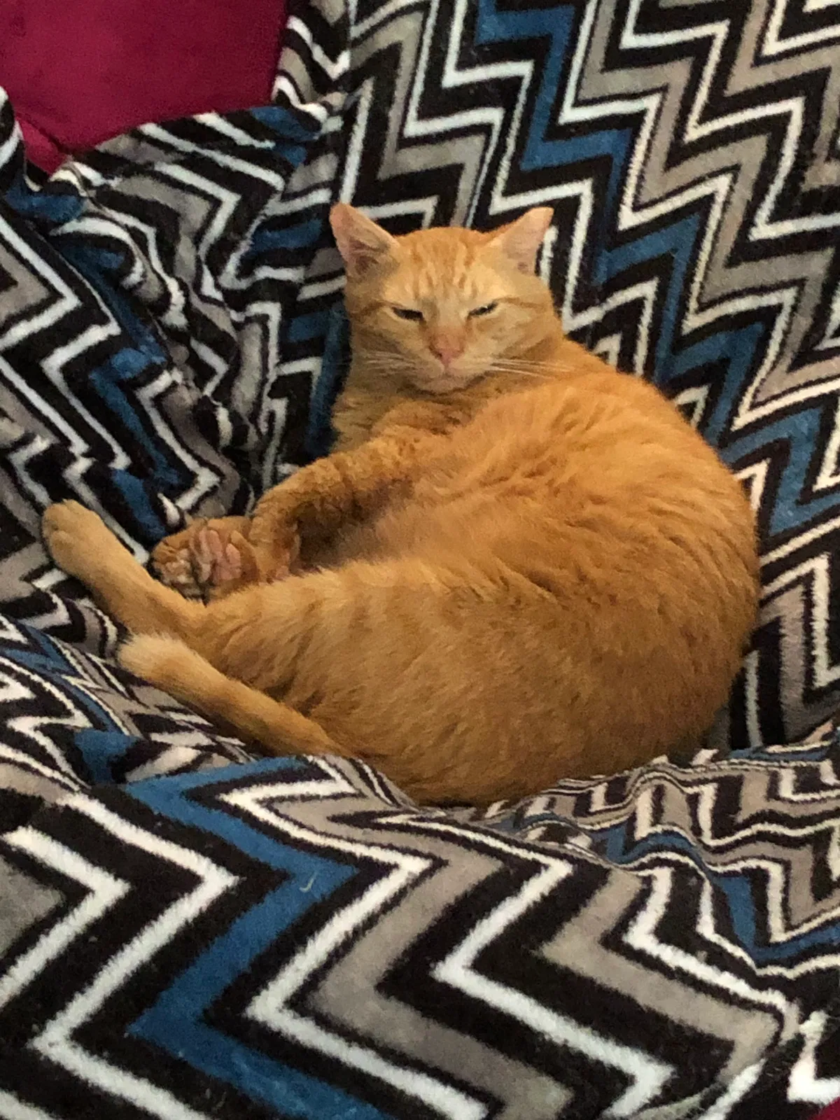 Lost cat in Richmond, VA, 23236