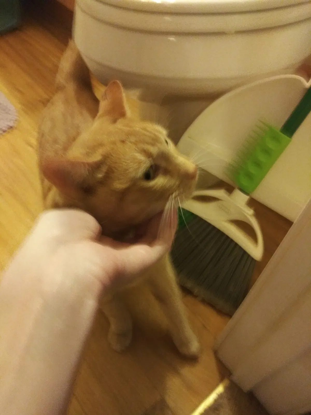 Found cat in Stillwater, OK, 74074