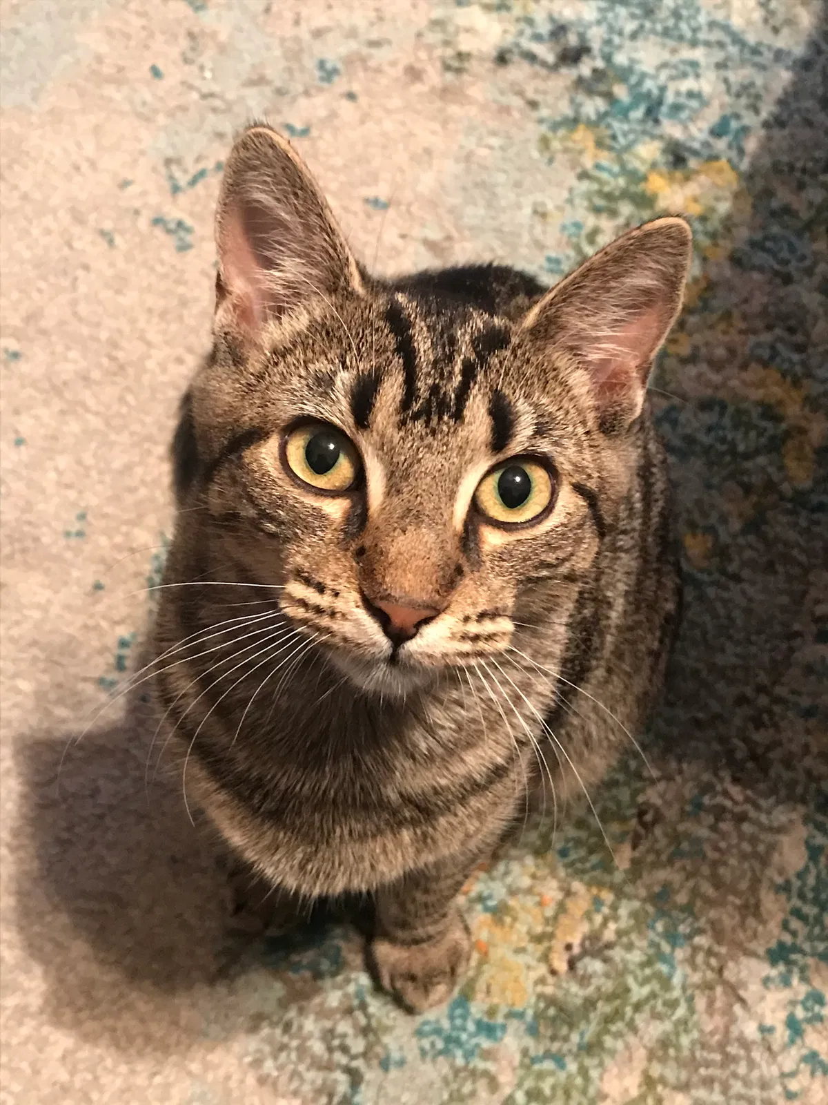 Lost cat in Wilmington, NC, 28405