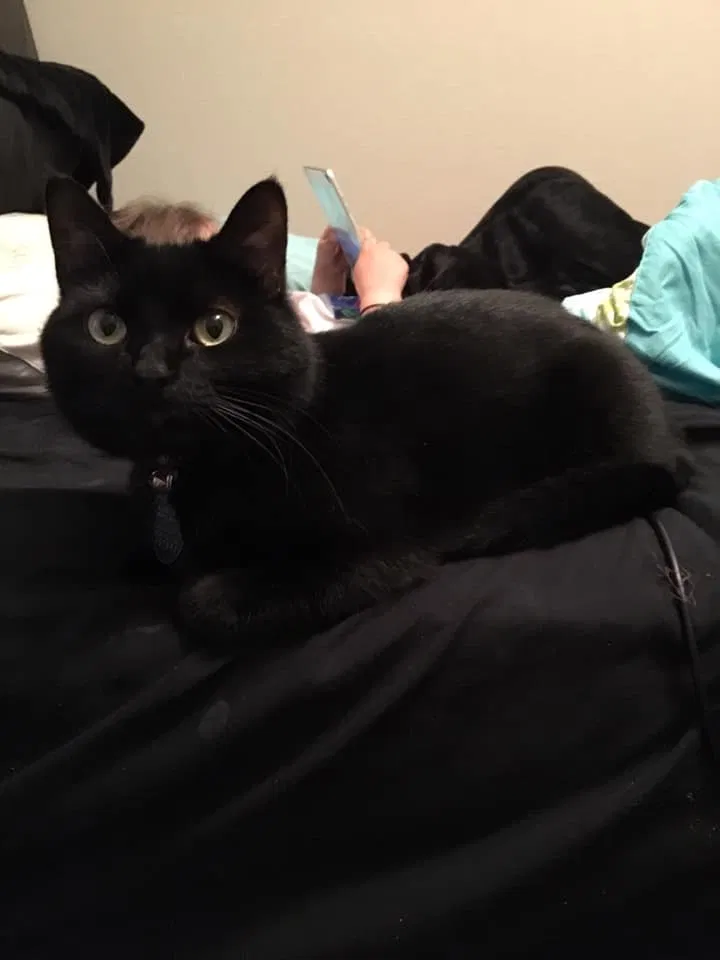 Lost cat in Jonesboro, AR, 72404