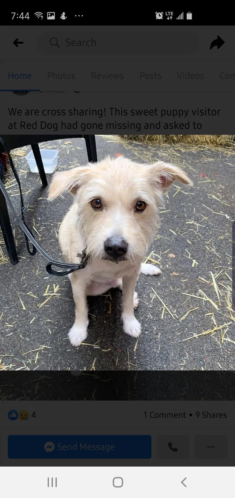 Lost dog in Rogersville, TN, 37857