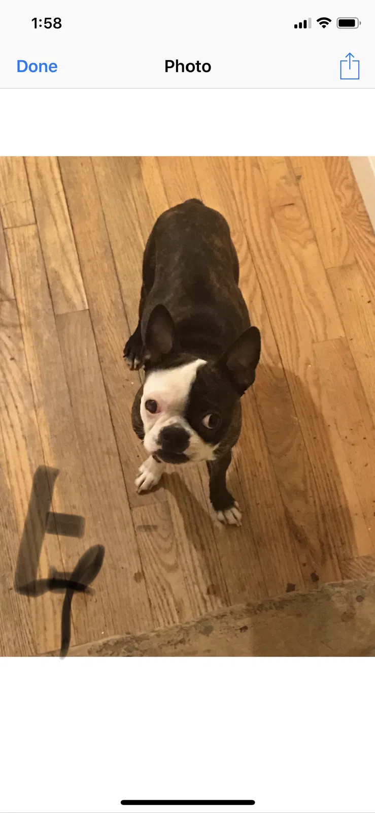 Lost dog in Bridgeport, CT, 6604