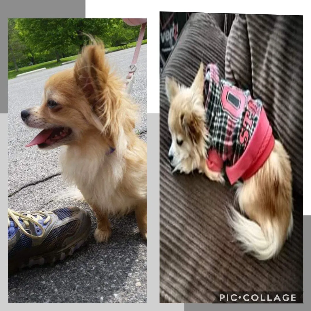 Lost dog in Medina, OH, 44256
