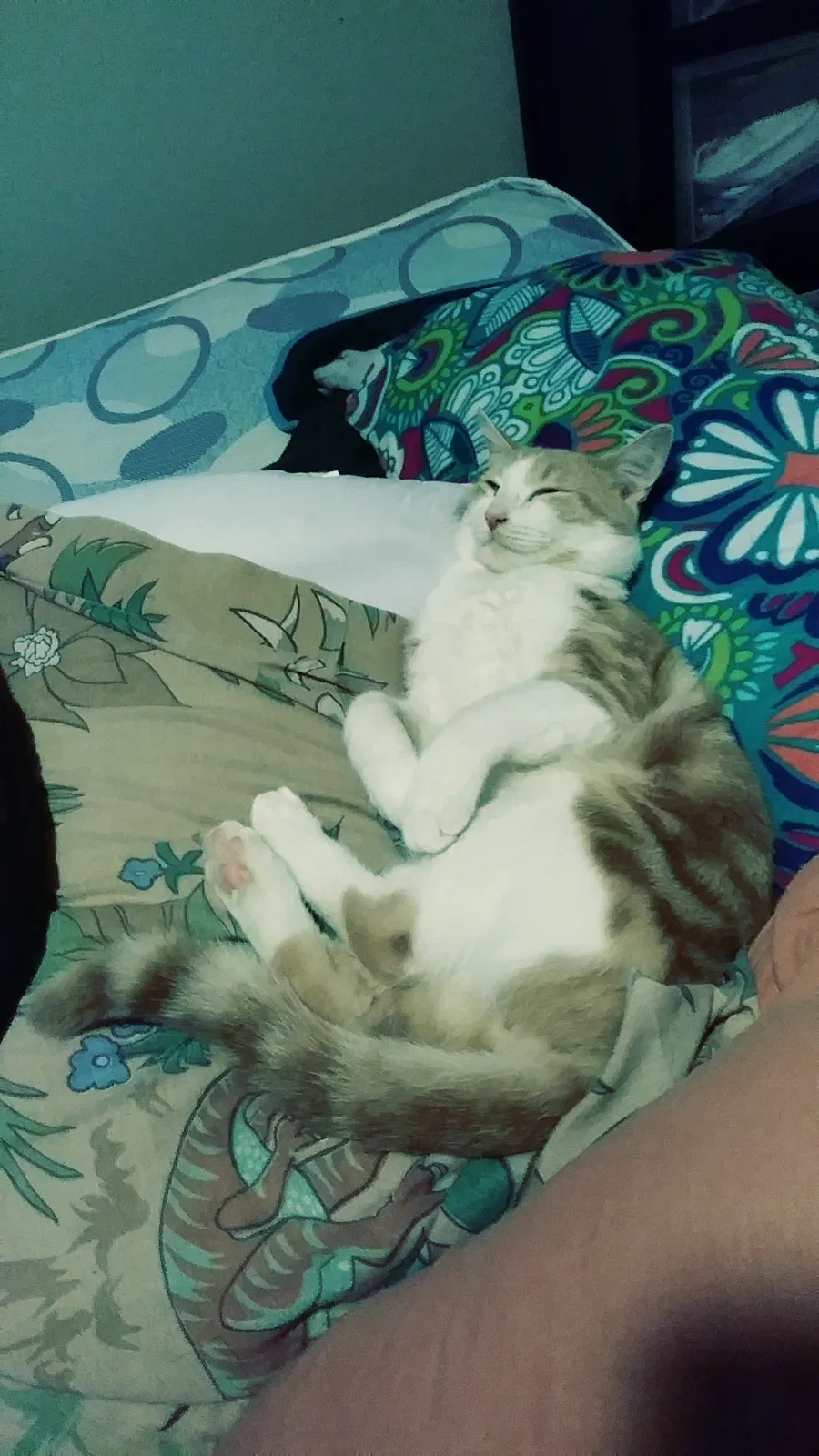 Lost cat in Brandon, FL, 33511