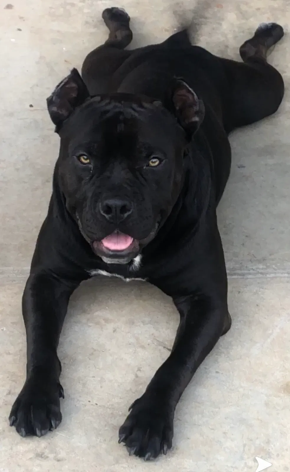 Lost dog in Fort Worth, TX, 76105