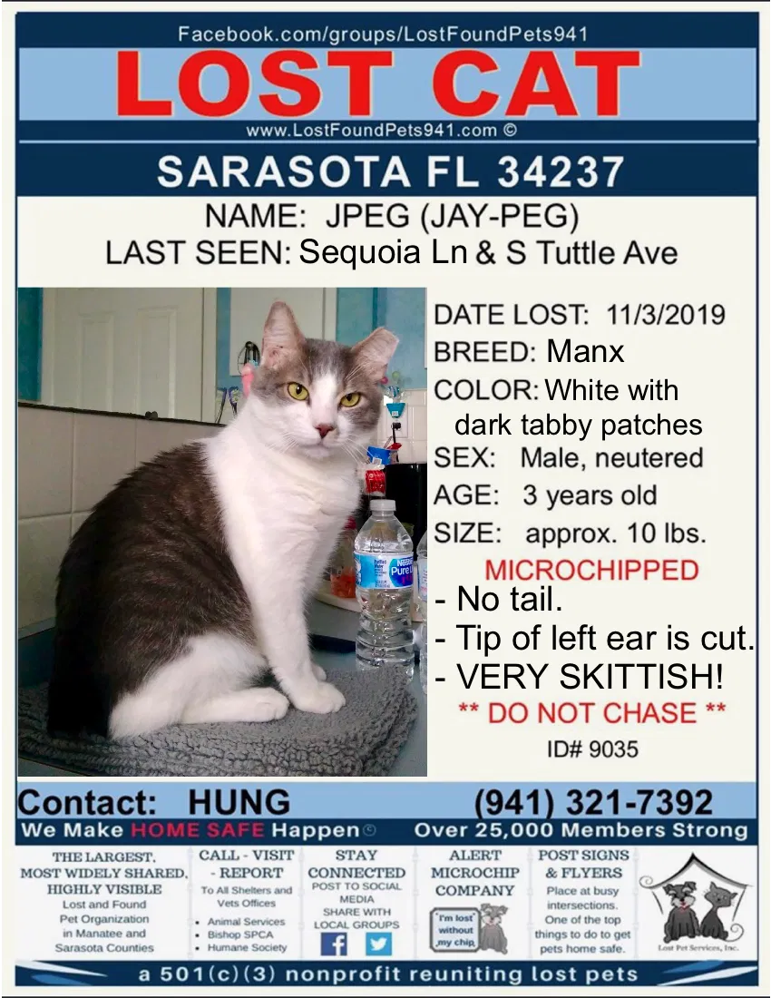 Lost cat in Sarasota, FL, 34237