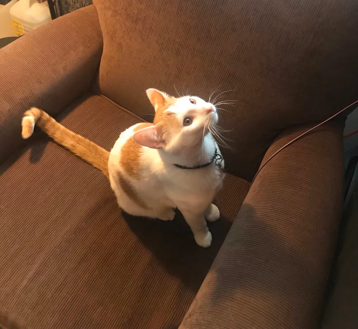 Lost cat in Menomonie, WI, 54751