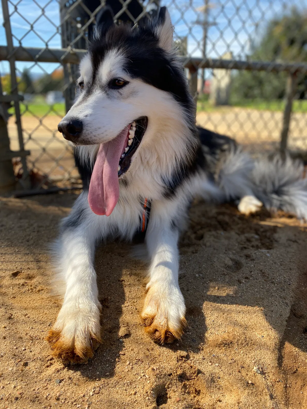 Lost dog in Roanoke, VA, 24012
