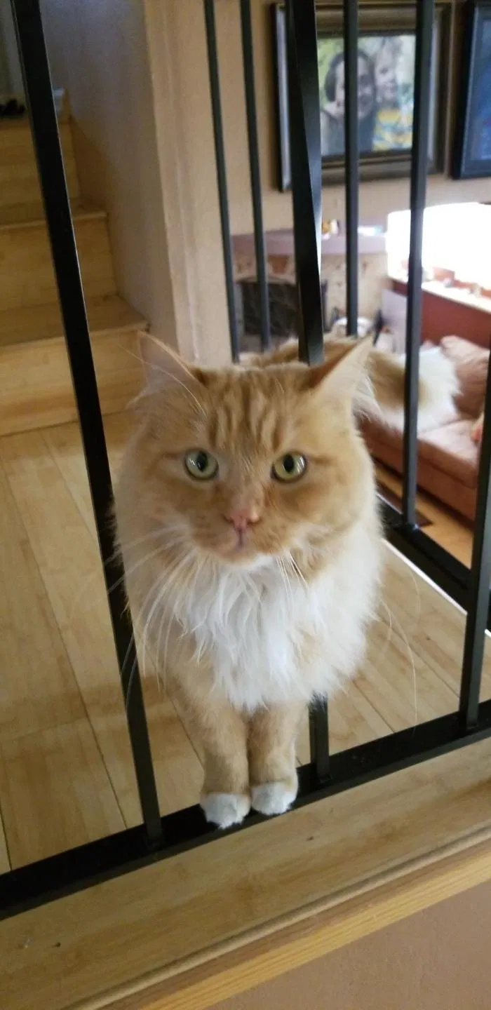 Lost cat in Fort Collins, CO, 80521