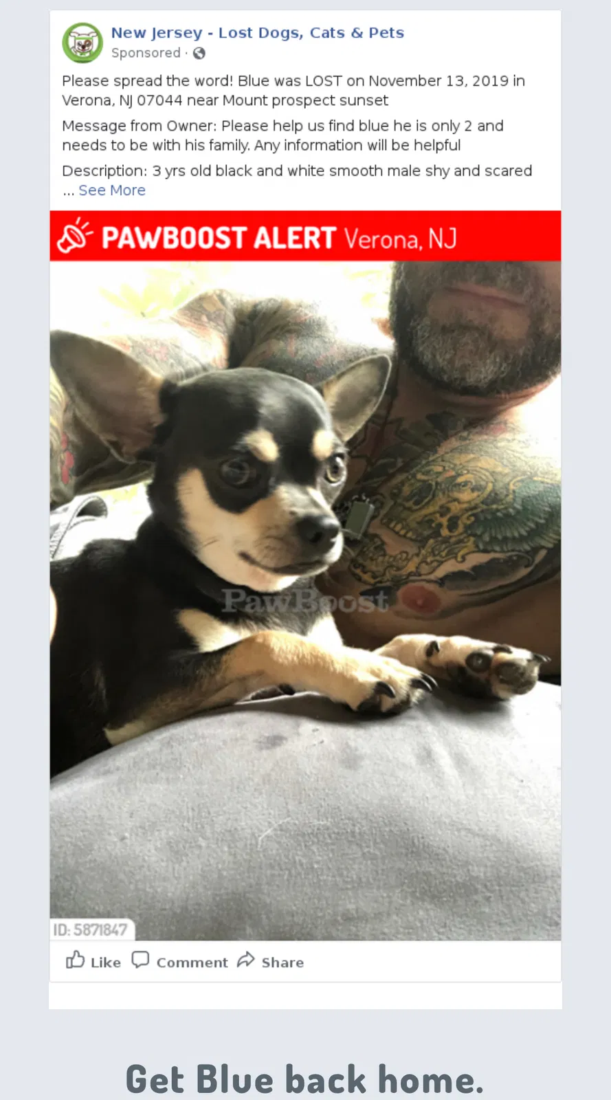 Lost dog in Verona, NJ, 7044