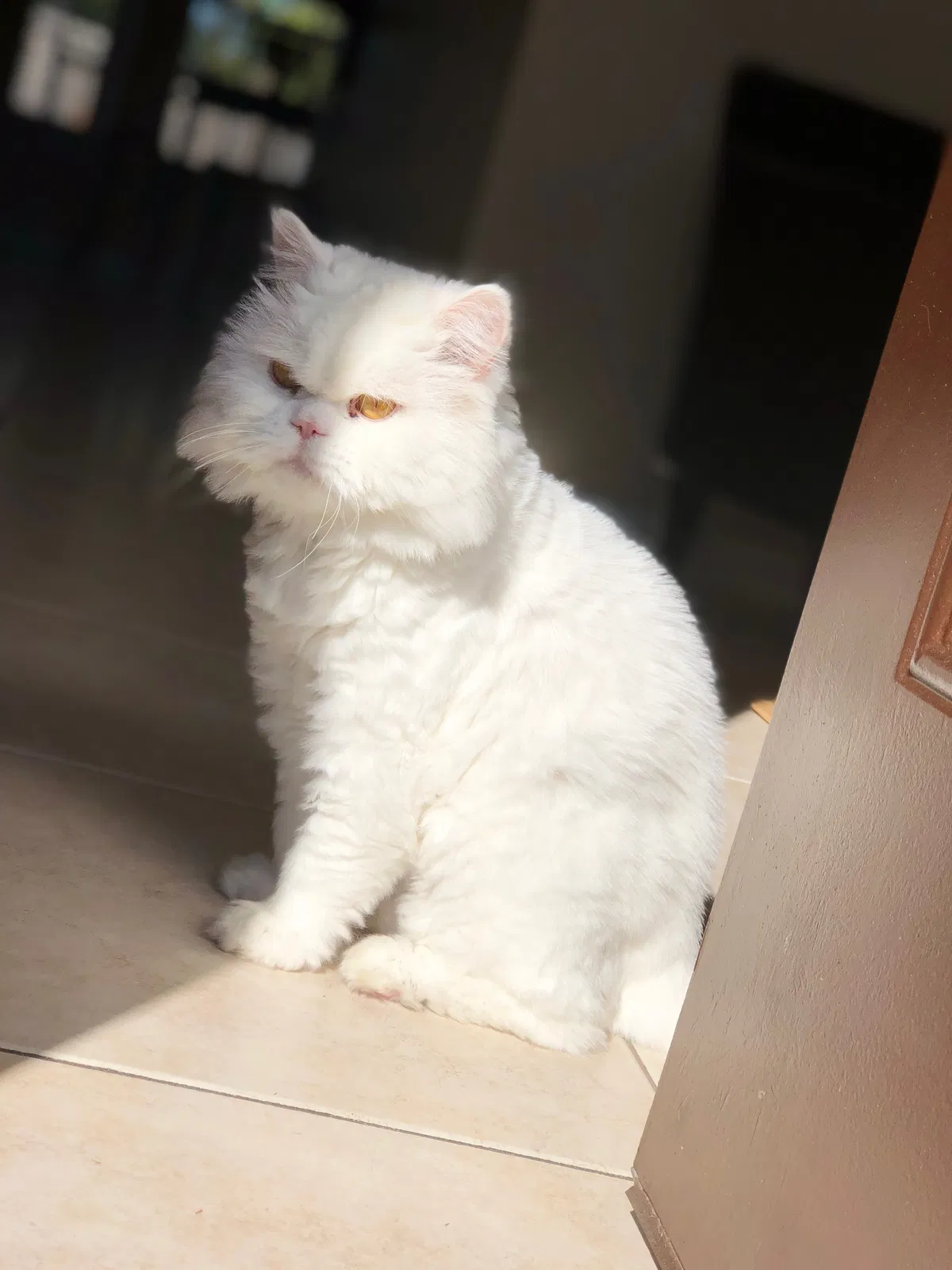 Lost cat in Palm Bay, FL, 32908