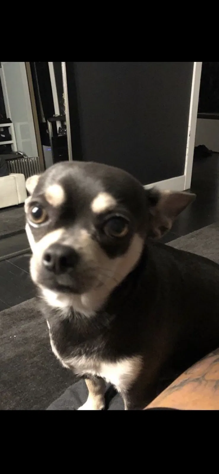 Lost dog in Verona, NJ, 7044