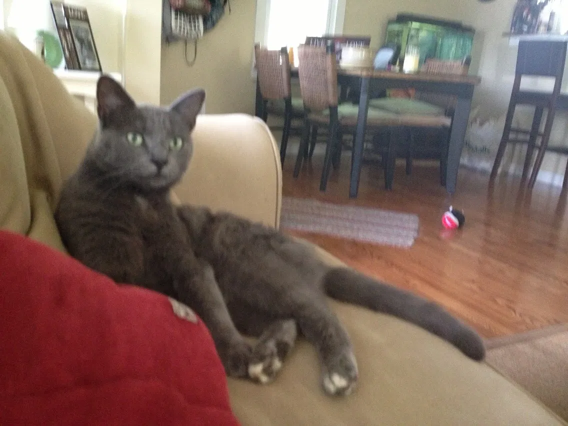 Lost cat in Carolina Beach, NC, 28428