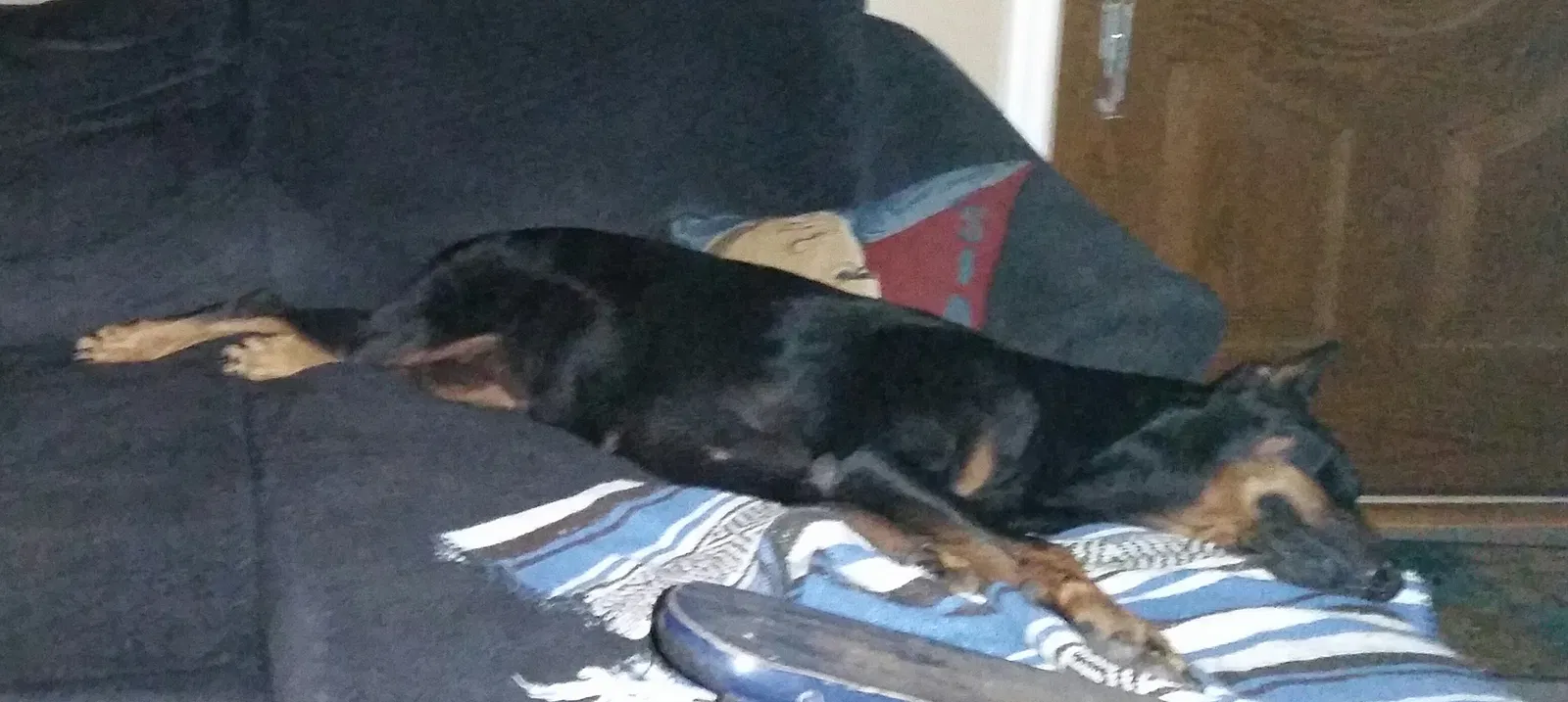 Lost dog in Winter Haven, FL, 33880