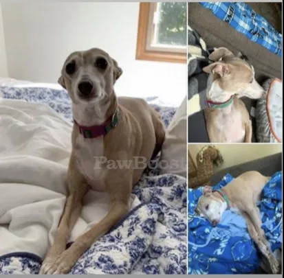 Lost dog in Bloomfield Hills, MI, 48304