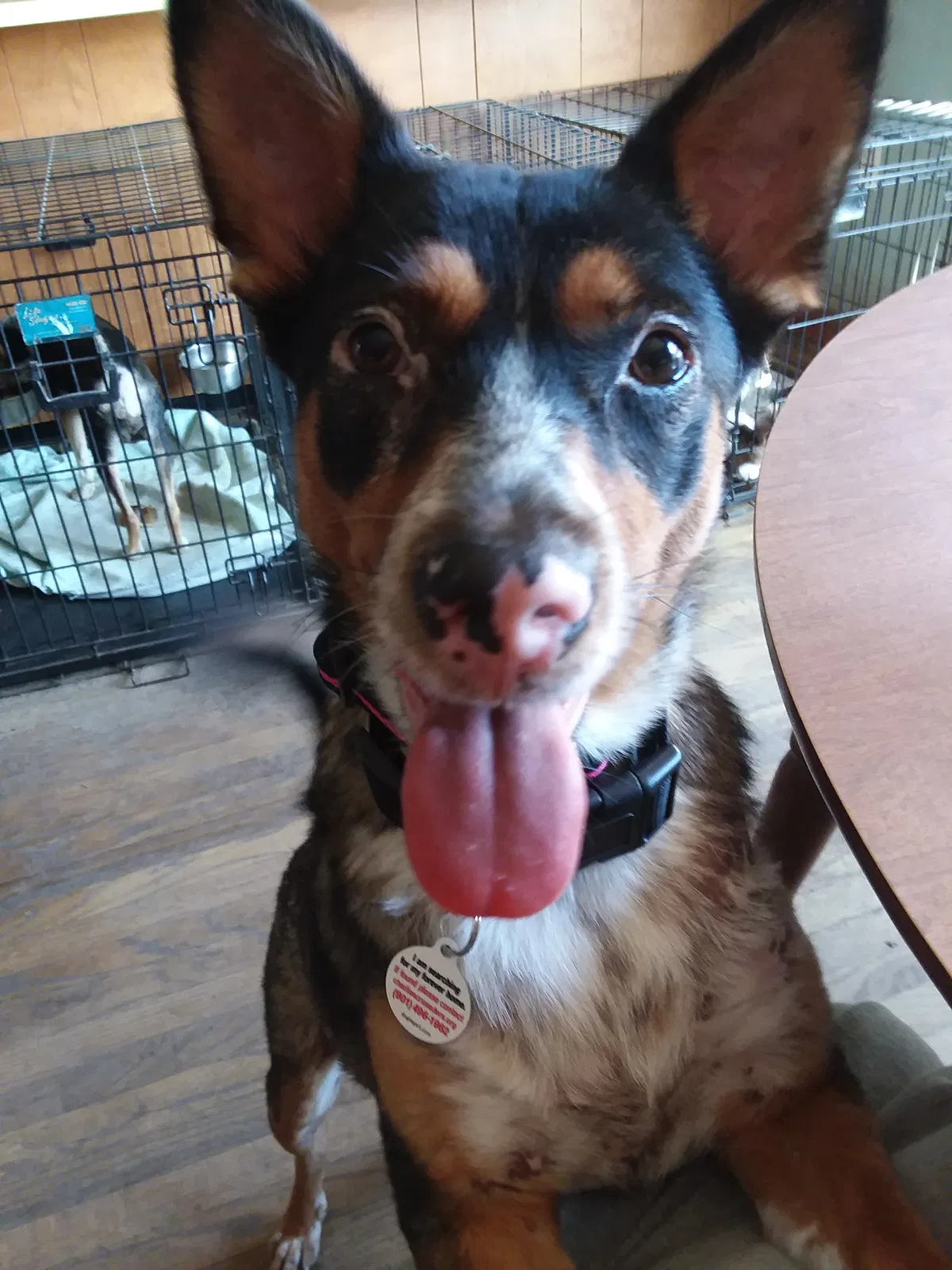 Lost dog in Pottsville, PA, 17901