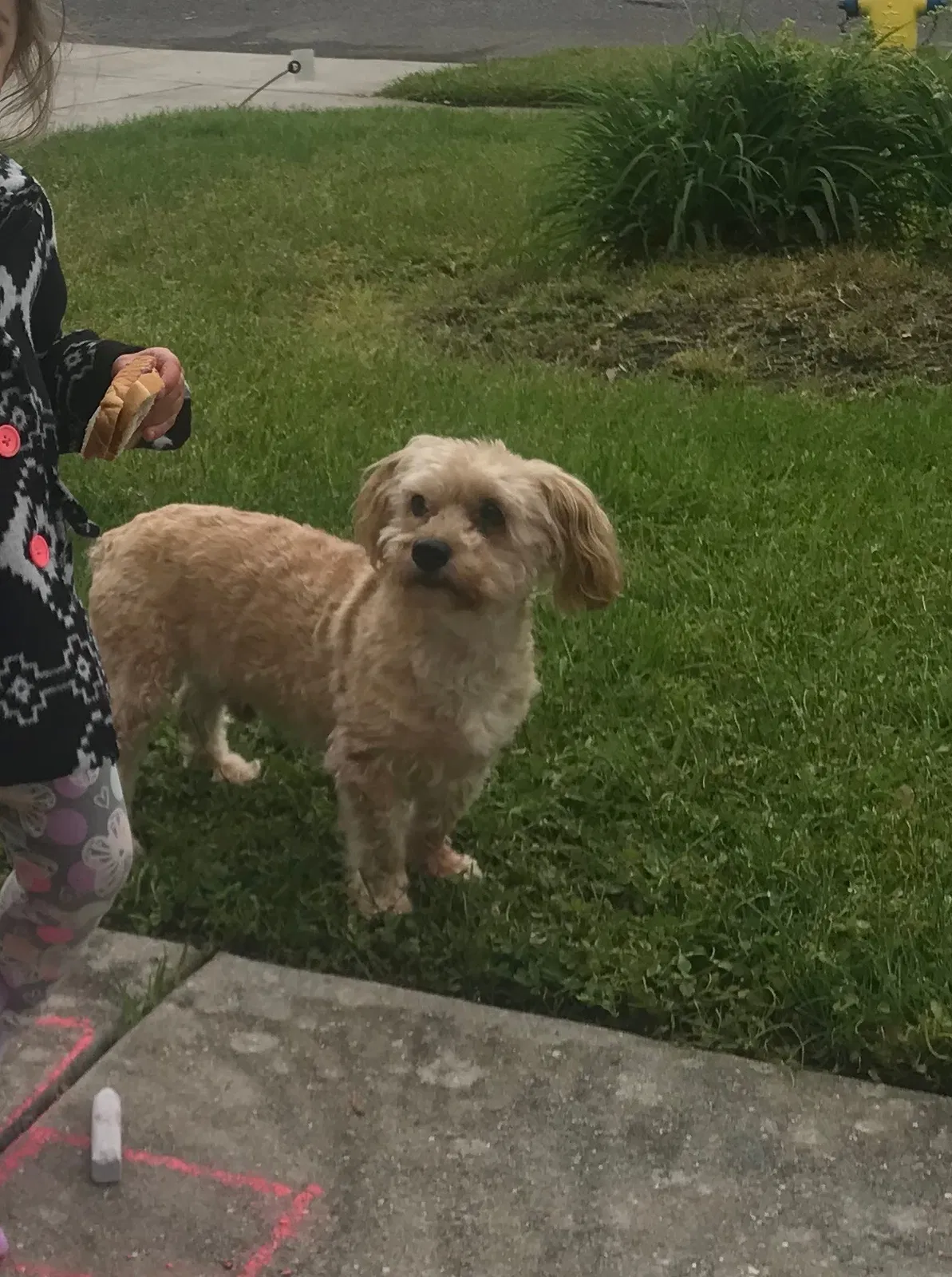 Lost dog in Sicklerville, NJ, 8081