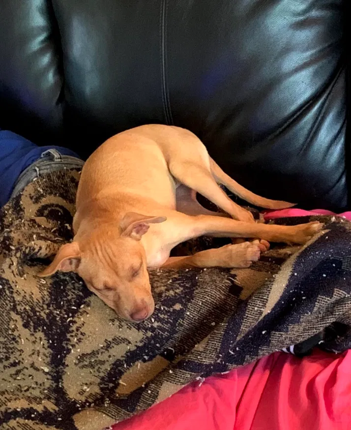 Lost dog in Lexington, KY, 40515