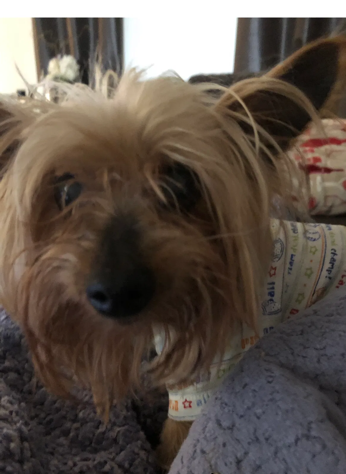 Lost dog in Red Lion, PA, 17356